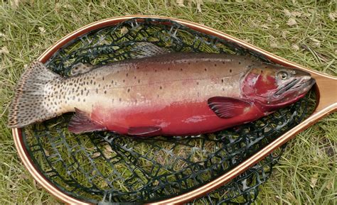 fish photo|Utah Division of Wildlife Resources.